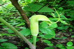 Arisaema tortuosum